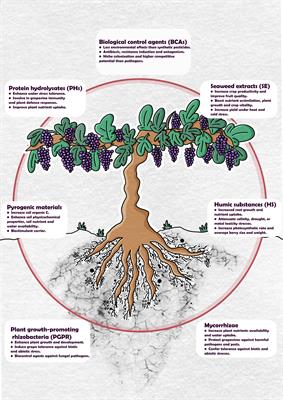 Application of biostimulant products and biological control agents in sustainable viticulture: A review